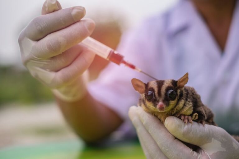 Sugar Glider Getting a Shot From a Veterinarian