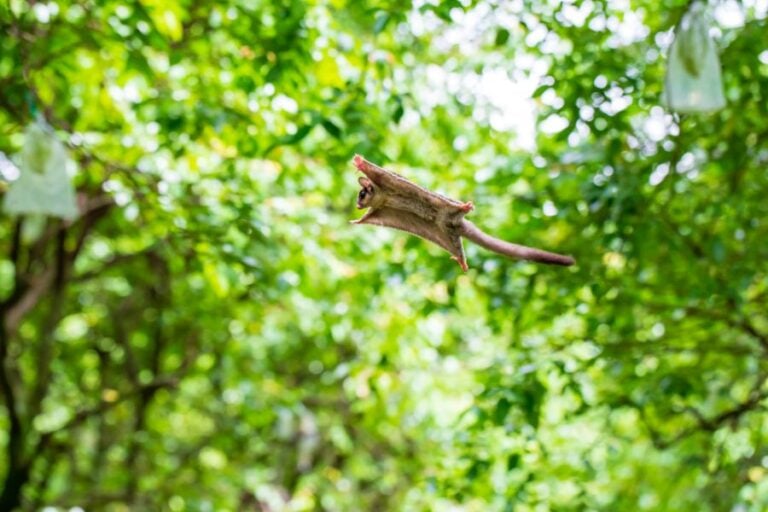 Sugar Glider Jumping From a Tree and Gliding