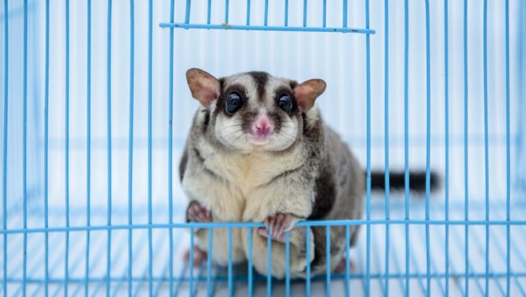 Sugar Glider Peeking Out of Its Cage
