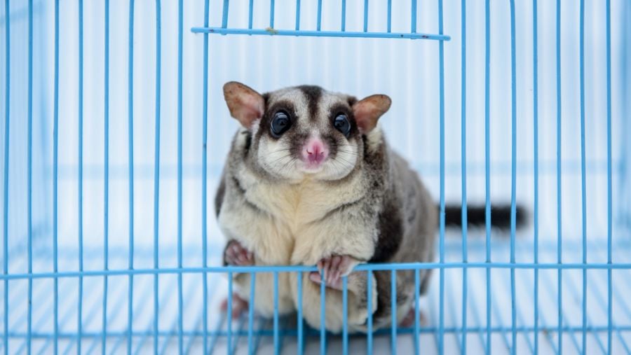 Sugar Glider Peeking Out of Its Cage