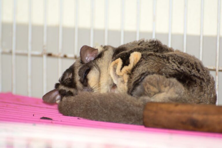 Sugar Glider Sleeping in Its Cage