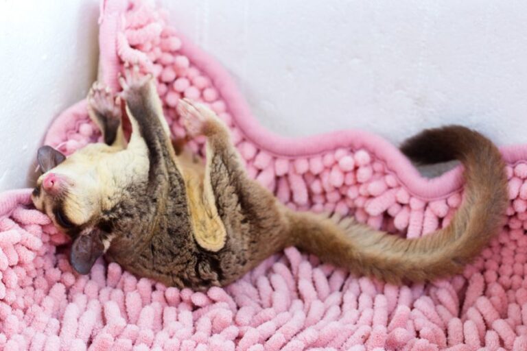 Sugar Glider Sleeping on Its Back on a Mat
