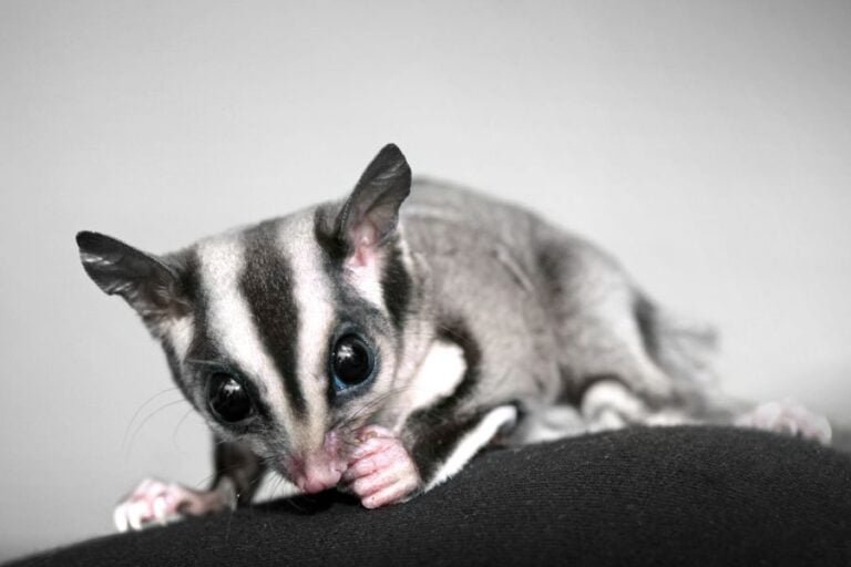 Sugar Glider With Nose Near Fabric