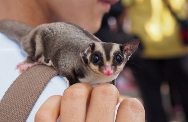 Sugar Glider on a Man's Shoulder Looking at the Camera