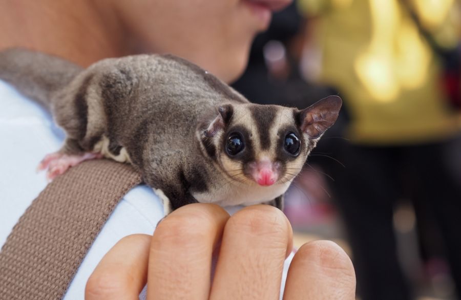 Sugar Glider on a Man's Shoulder Looking at the Camera