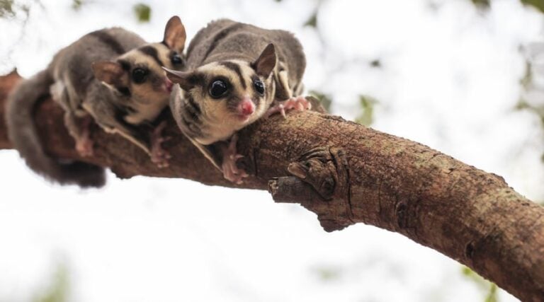 Two Sugar Gliders Clinging to a Branch