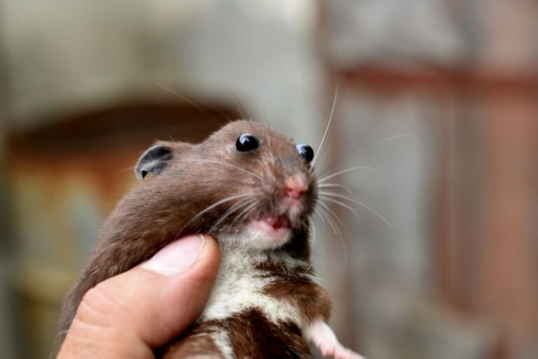 Brown Hamster With Bulging Eyes Being Held