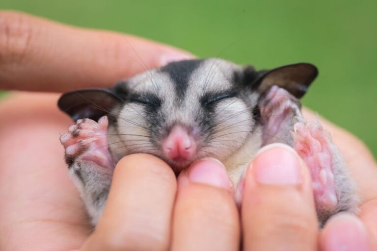 Content Sugar Glider Being Cuddled in Hands