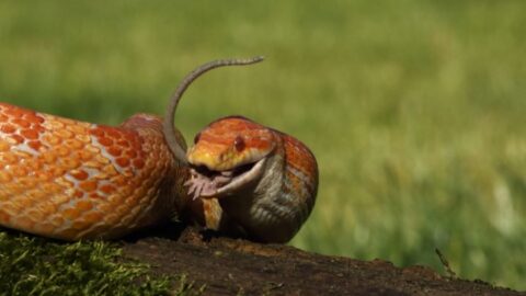 How Often Do Corn Snakes Eat? (And How Much to Feed Them) - Fur, Wings ...