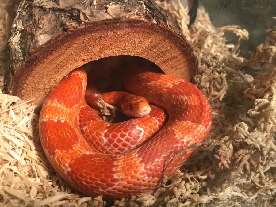 Corn Snake Resting in a Terrarium