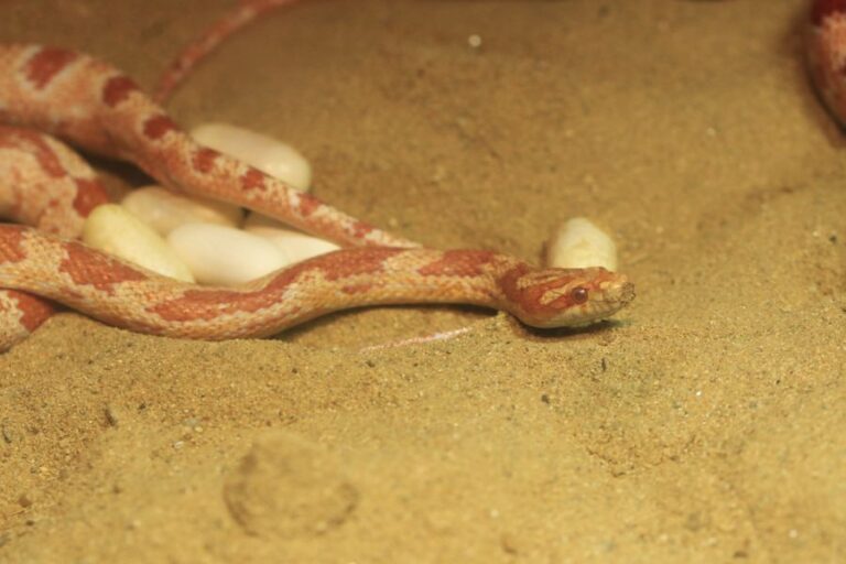 Corn Snake With Several Eggs in the Sand