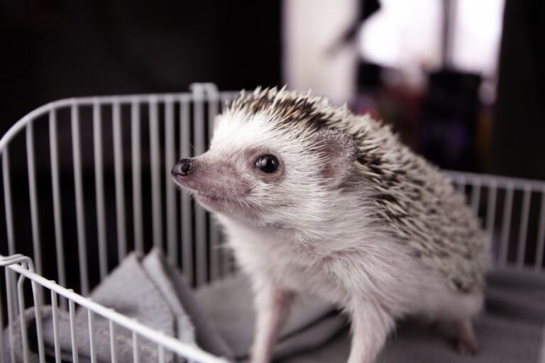 Hedgehog Peeking Out of Cage While on Blanket