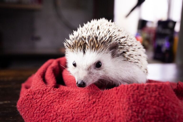 Hedgehog Resting on Red Blanket