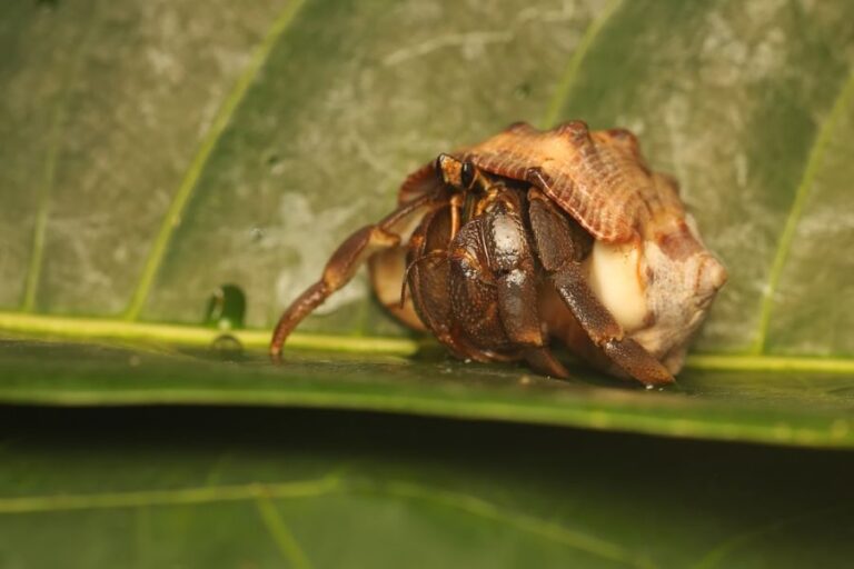 Hermit Crab Crawling on a Leaf