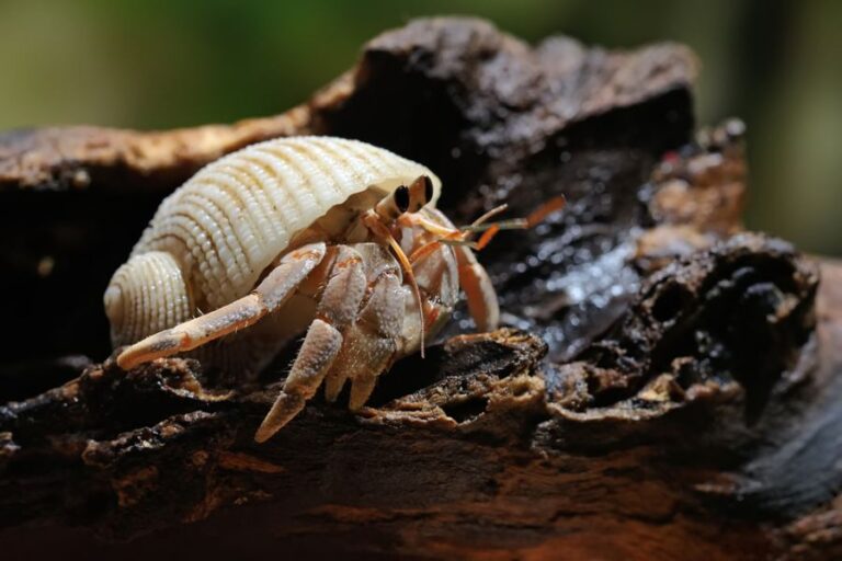 Hermit Crab Resting on a Piece of Wood