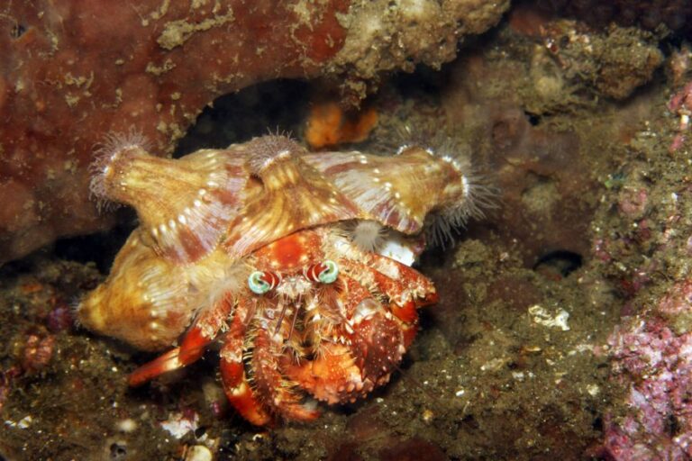 Marine Hermit Crab With Anemones on Its Shell