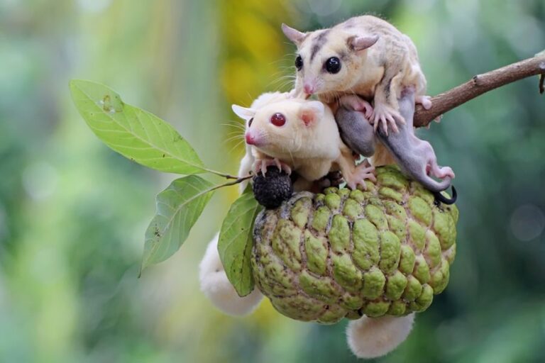 Pair of Sugar Gliders Looking for Food With Two Babies on the Mother