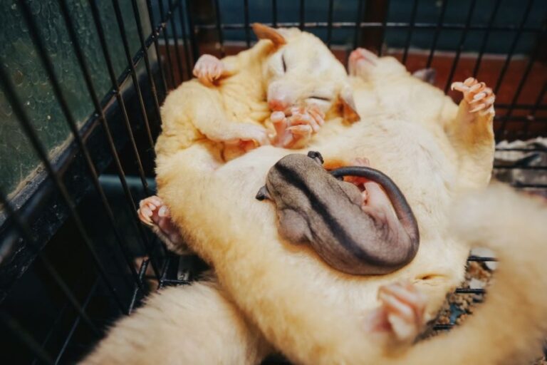 Pair of Sugar Gliders With Baby on Belly