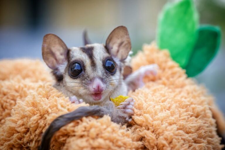 Sugar Glider Being Held in an Orange Blanket