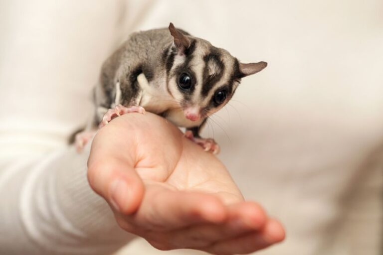 Sugar Glider Crawling Down a Child's Arm
