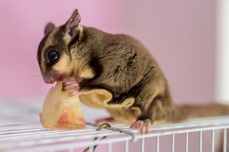Sugar Glider Eating a Slice of Apple on Top of Its Cage