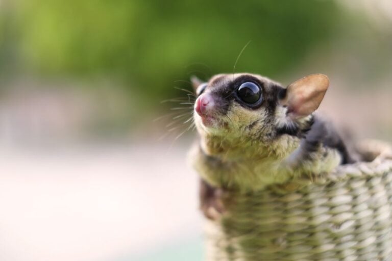 Sugar Glider Leaning Out of a Bamboo Basket