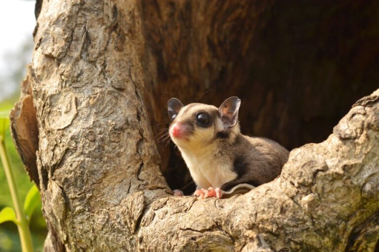 Sugar Glider Peeking Out of a Tree
