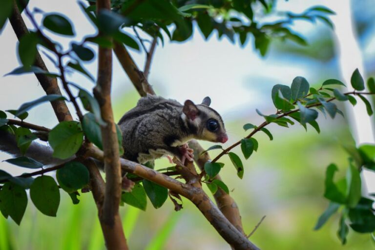 Sugar Glider in the Branches of a Tree in the Park