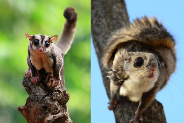 Sugar Glider vs Flying Squirrel