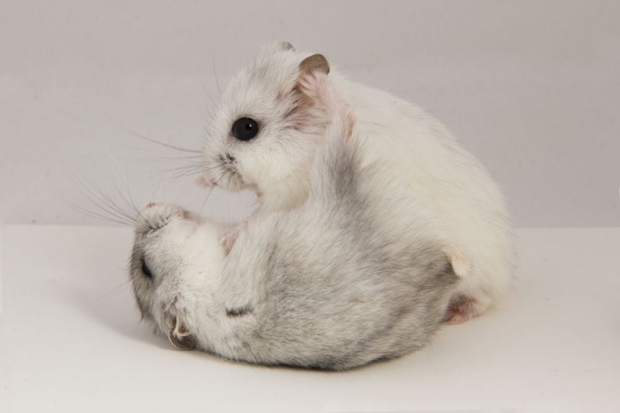 Two Small Hamsters Fighting