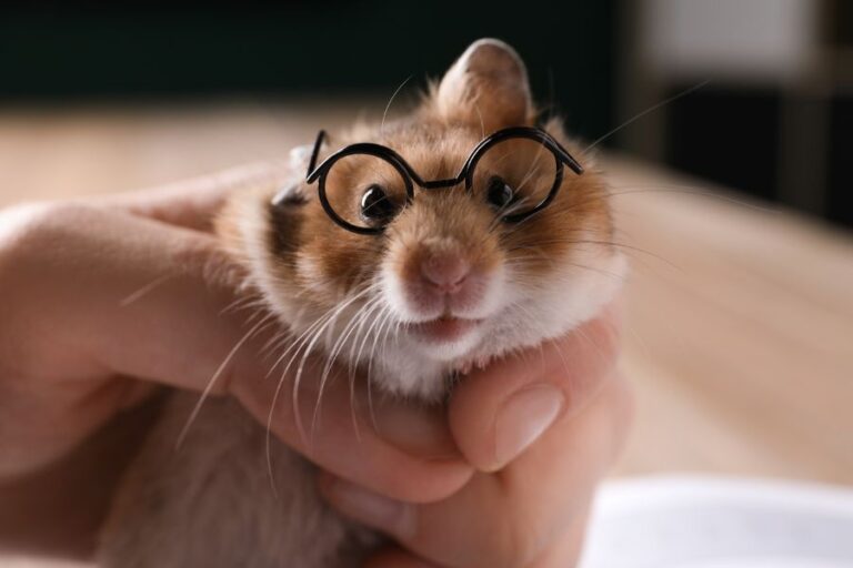 A Hamster in Glasses