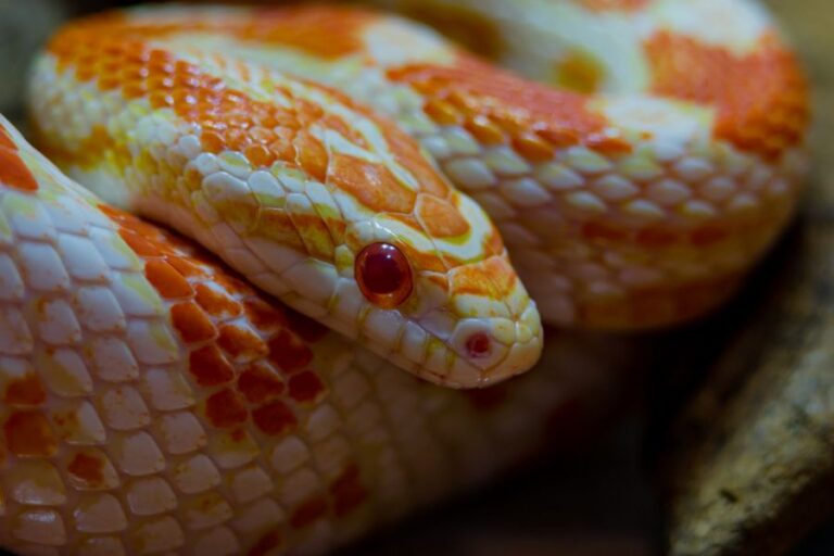 Albino Corn Snake Resting on Itself