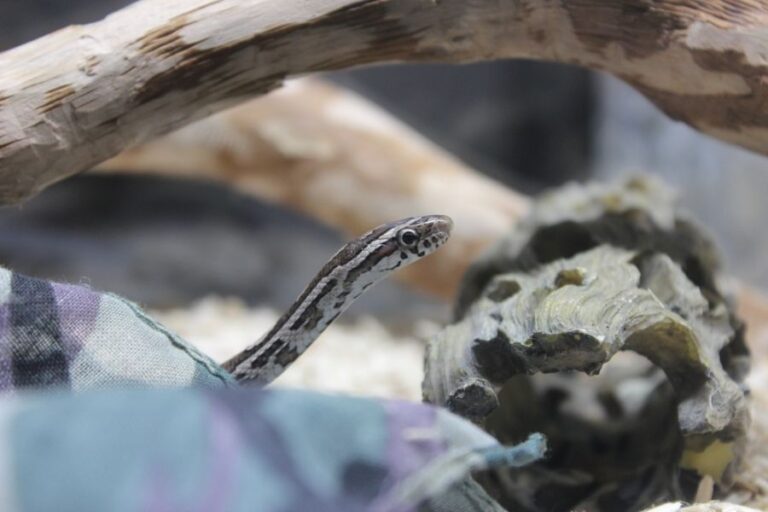 Baby Corn Snake Peeking Its Head Up in a Terrarium