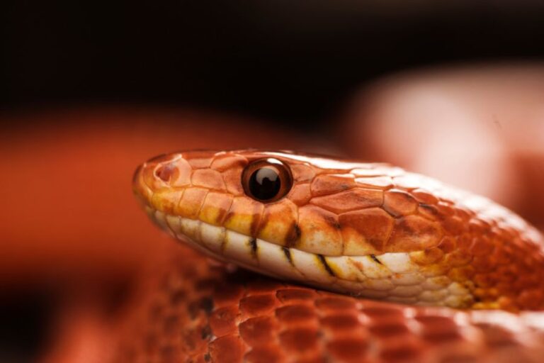 Closeup of a Corn Snake's Head