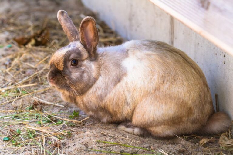 Closeup of a Rabbit in the Backyard
