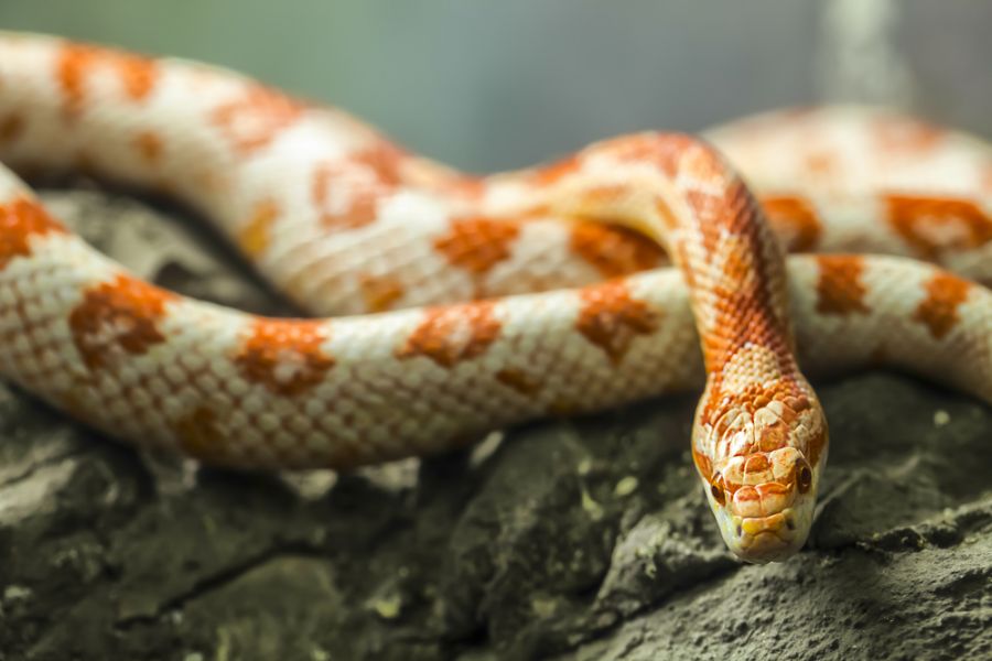 Corn Snake Slithering Over Rocks