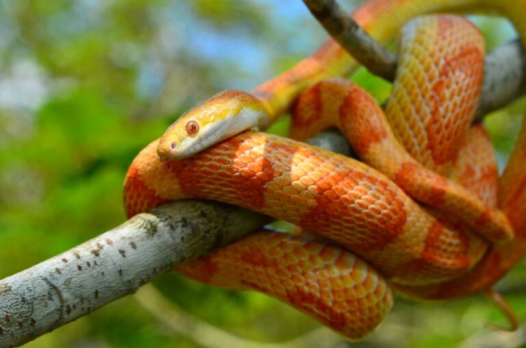 Corn Snake Wrapped Around a Branch in a Tree