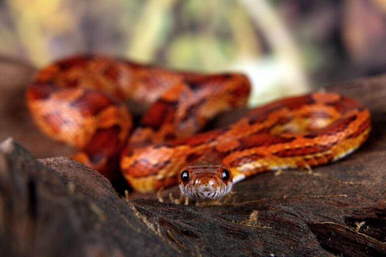 Corn Snake on Wood Looking Directly at Camera