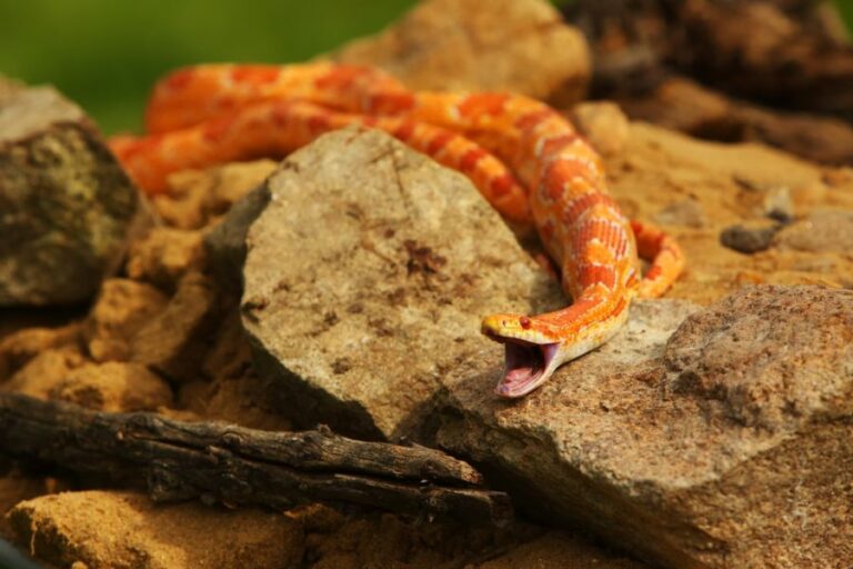 Corn Snake on a Rock With Its Mouth Wide Open