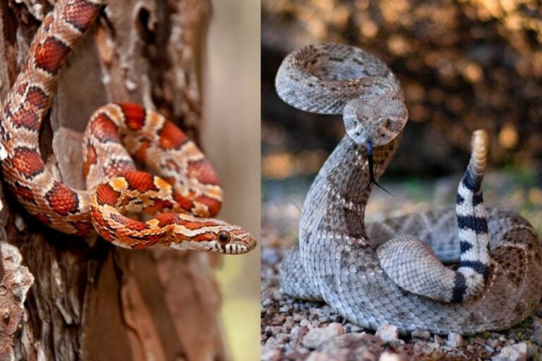 Corn Snake vs Rattlesnake