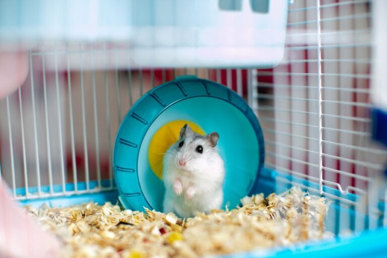 Curious Hamster in a Hamster Wheel