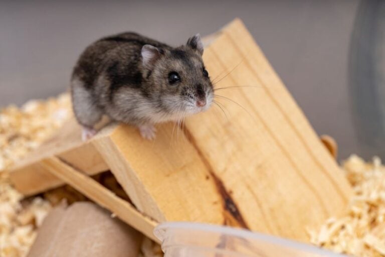 Dwarf Hamster Sitting on Top of Wooden Structure