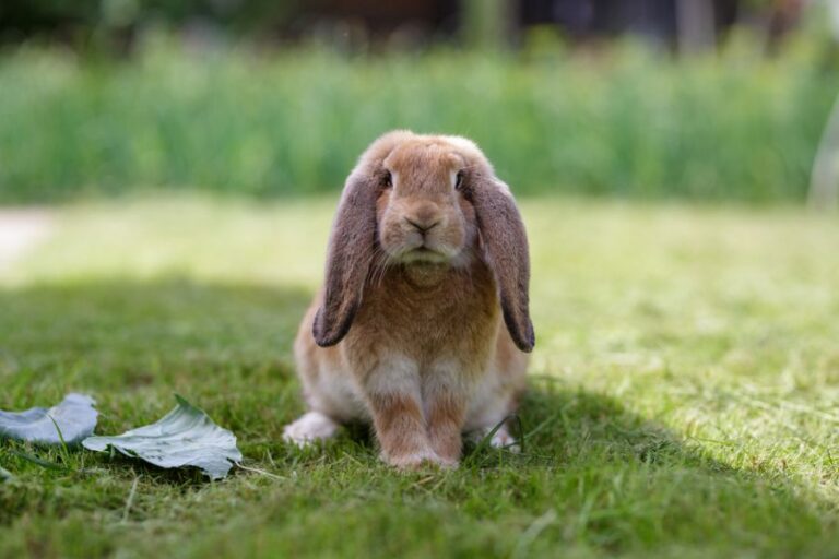 Floppy Eared Rabbit Staring