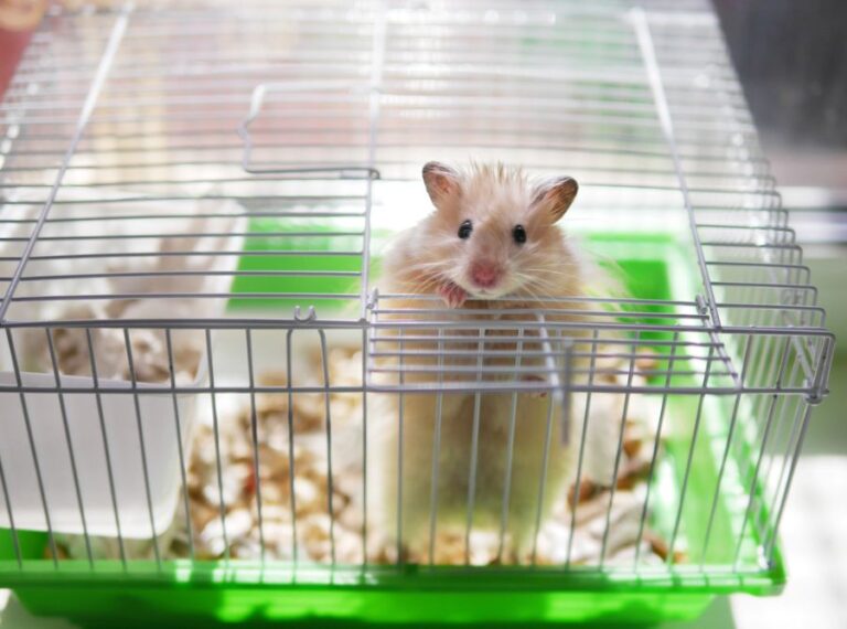 Fluffy Hamster Peeking Out of Cage