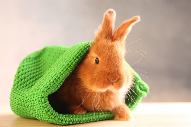 Ginger Rabbit Peeking Out of Green Knitted Bed