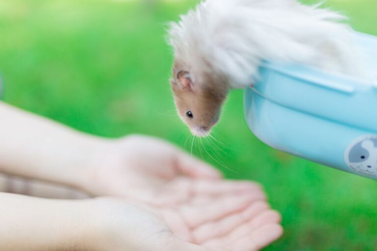 Hamster Leaning Over the Side of a Dish Toward Child's Hands