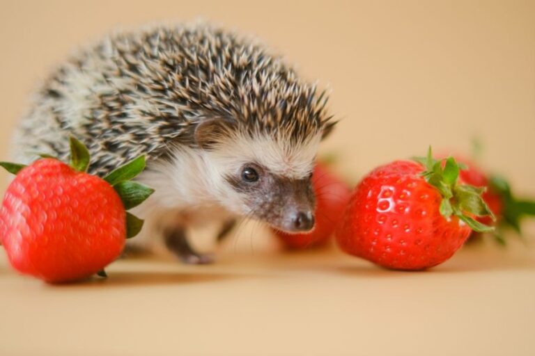 Hedgehog Checking Out Some Strawberries