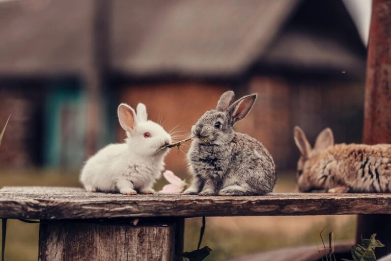 Rabbits Fighting Over Food on Top of a Platform