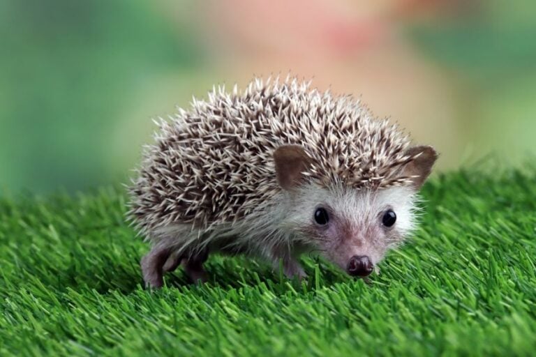 Small Hedgehog Walking on Artificial Grass