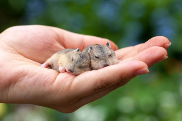 Two Young Hamsters Resting in a Hand